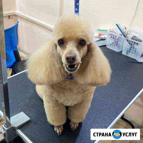 Стрижка собак, стрижка кошек Москва
