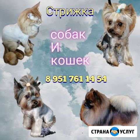 Грумер. Стрижка собак и кошек Старый Оскол - изображение 1