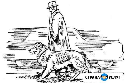 Дрессировка собак. обучение хозяев Санкт-Петербург - изображение 1