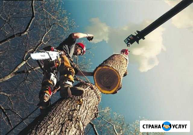 Спил деревьев/демонтаж Нижний Новгород - изображение 1