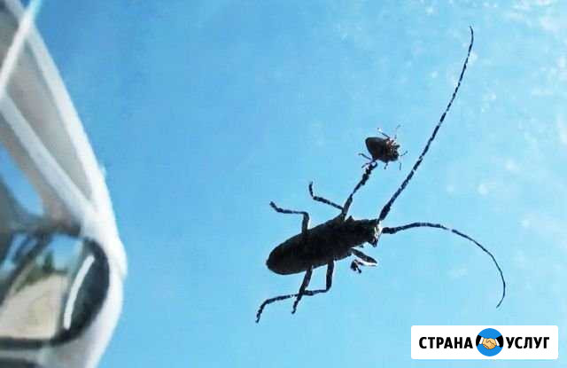Уничтожение короедов, блох, крыс, тараканов клопов Калининград - изображение 1
