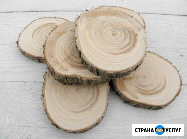 Спилы можжевельника Тверь - изображение 1