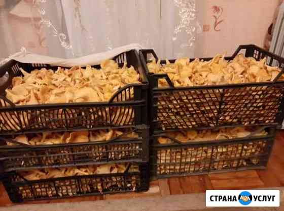 Грибы лисички Великий Новгород