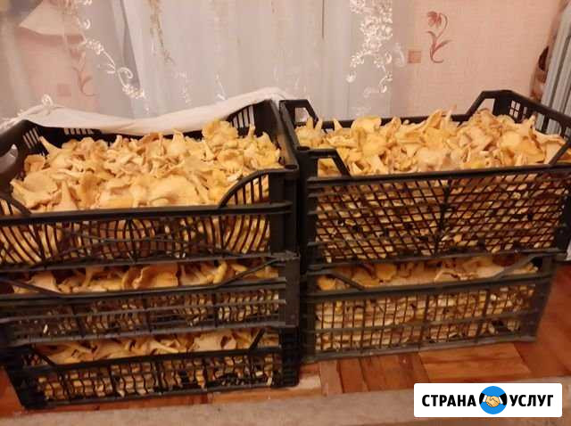 Грибы лисички Великий Новгород - изображение 1
