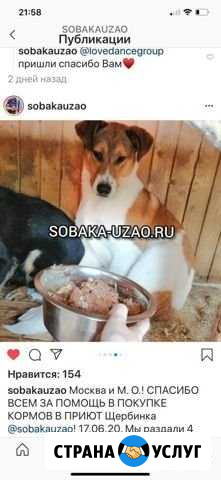 Услуги по выгулу собак Подольск - изображение 1