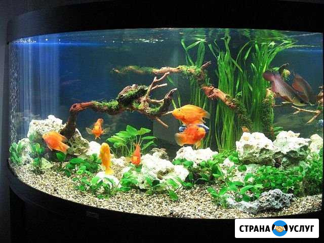 Облуживание,чистка аквариумов Зеленоград - изображение 1