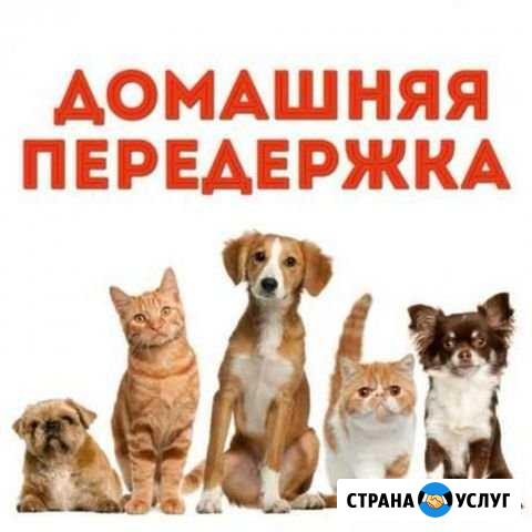 Передержка животных Липецк - изображение 1