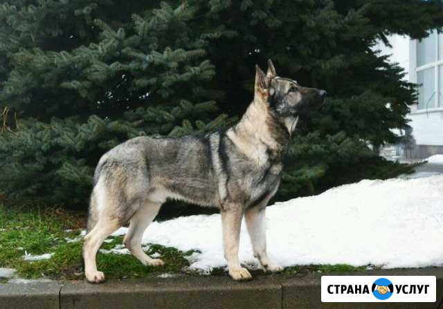 Восточно европейская овчарка Ставрополь - изображение 1