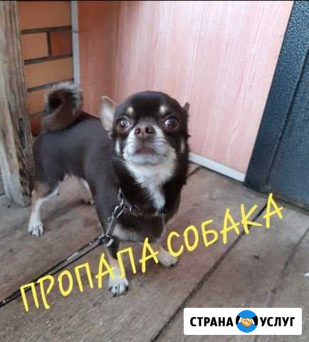 Пропала собака Железногорск - изображение 1