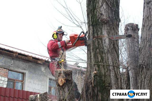 Спил деревьев в Симферополе Симферополь - изображение 1