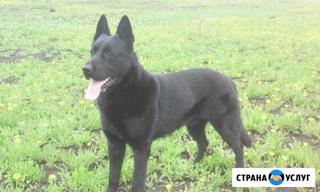Предлагается для вязки кобель вео Ульяновск - изображение 1