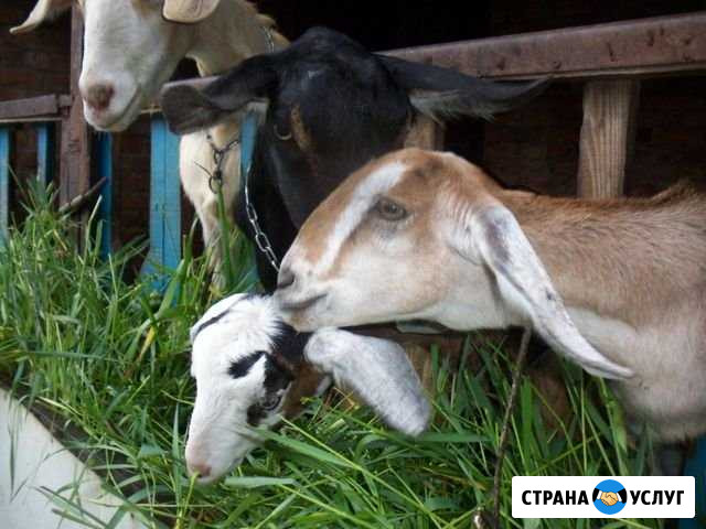 Обезроживание козлят термокаутером Кропоткин - изображение 1