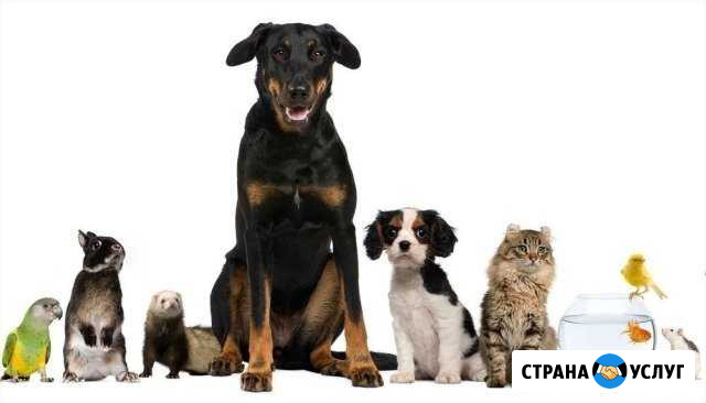 Профессиональная передержка домашних животных Самара - изображение 1