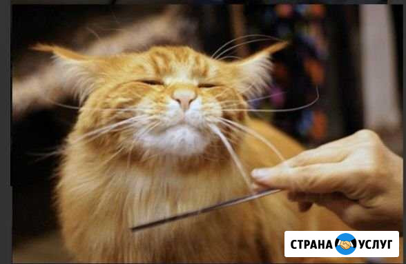 Стрижка собак и кошек Волгоград - изображение 1