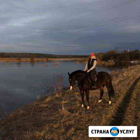 Занятия по верховой езде, конные прогулки Суздаль