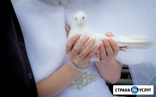 Фотограф на свадьбу в Тосно Тосно - изображение 1