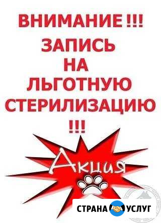 Стерилизация домашних животных Майкоп - изображение 1