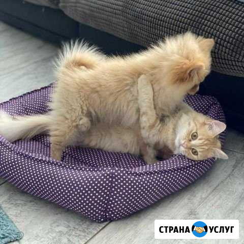 Пошив лежанок для животных Коломна - изображение 1