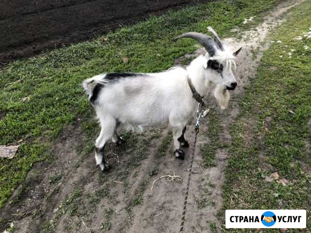 Вязка козла Курск - изображение 1
