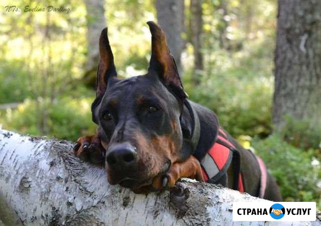 Выгул собак Барнаул - изображение 1