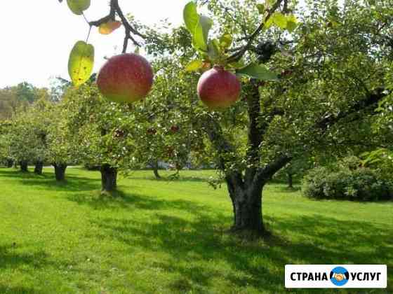 Обрезка плодовых деревьев Тула