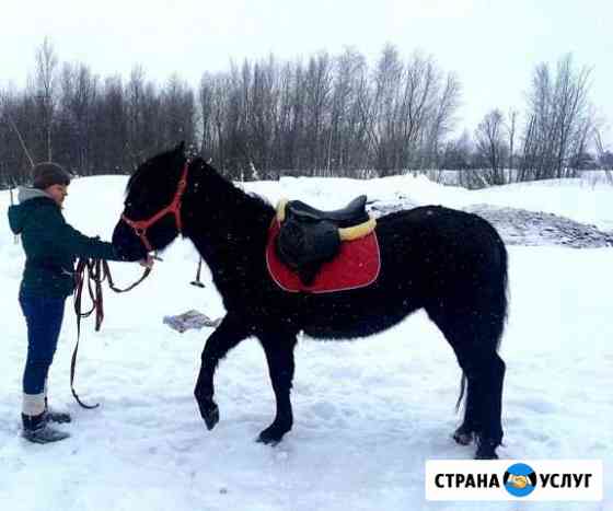 Аренда лошади для фотосессии Нижневартовск