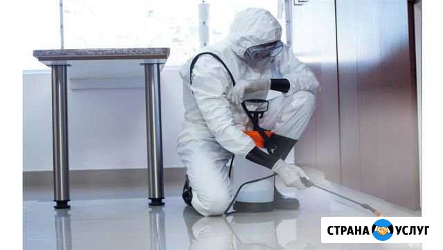 Дезинфекция квартир. Уничтожение тараканов, клопов Москва - изображение 1