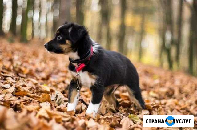 Выгул собак Ижевск - изображение 1
