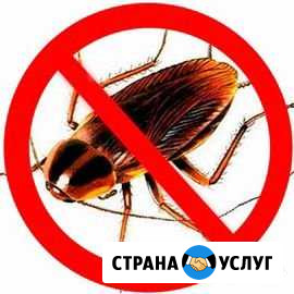 Обработка от тараканов Ижевск - изображение 1
