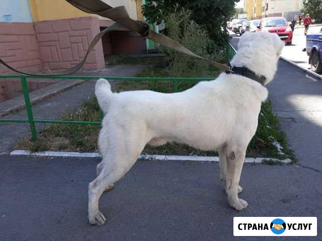 Груминг Челябинск - изображение 1
