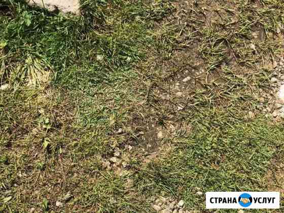 Приму в дар грунт Чехов