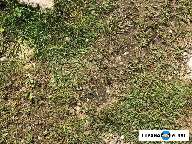 Приму в дар грунт Чехов - изображение 1