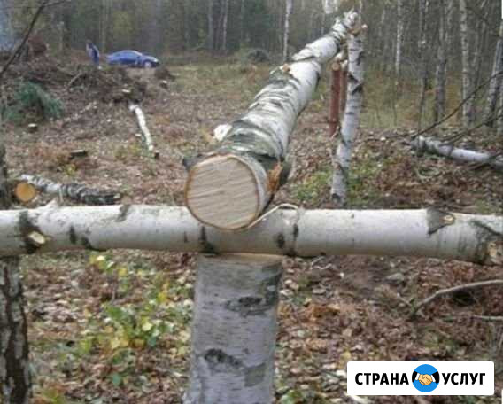 Спил-Деревьев,Расчистка Участков Всеволожск - изображение 1