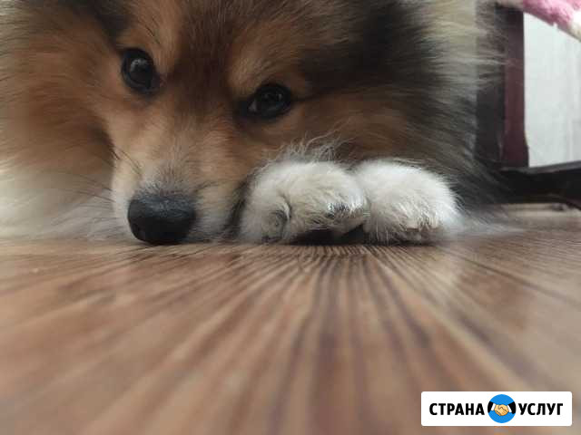 Шпиц кобель для вязки Нижний Тагил - изображение 1