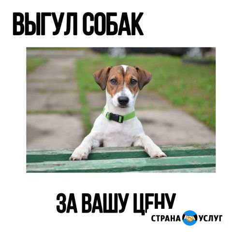 Выгул собак/других животных Егорьевск - изображение 1