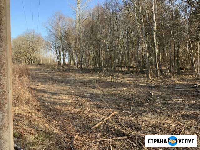 Услуги по уходу и обрезке деревьев и кустарников Калининград - изображение 1