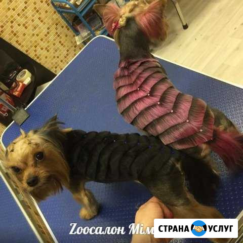 Профессиональный груминг собак и кошек в зоосалоне Екатеринбург - изображение 1