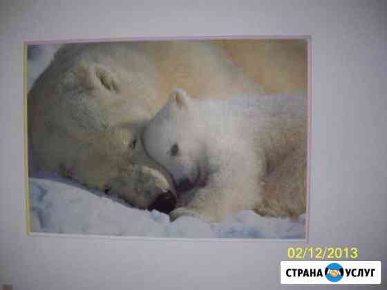Обои, плинтус (багет) Брянск