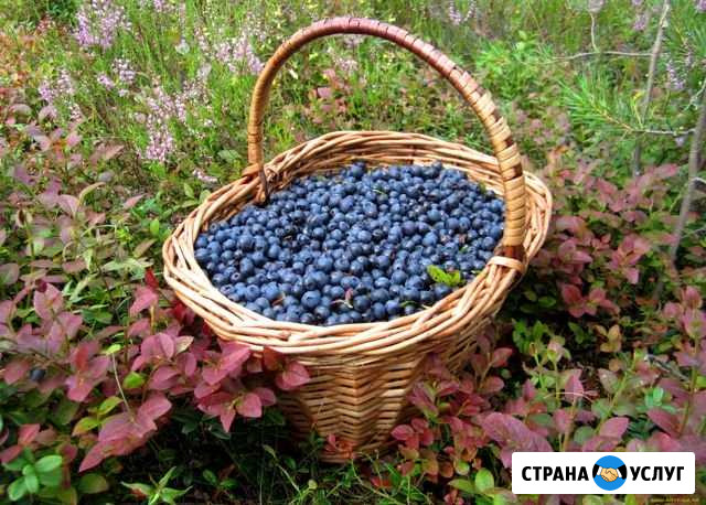 Черника под заказ Рыбинск - изображение 1
