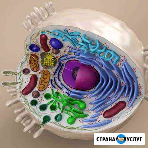 Репетитор по биологии Курган