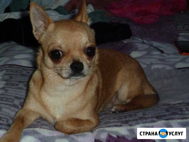 Кобель чихуахуа мачо, для вязок под щенка Симферополь - изображение 1