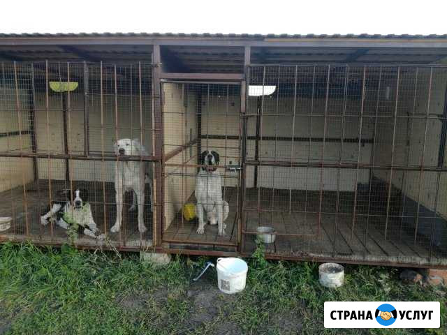 Передержка собак вольерное содержание Тамбов - изображение 1