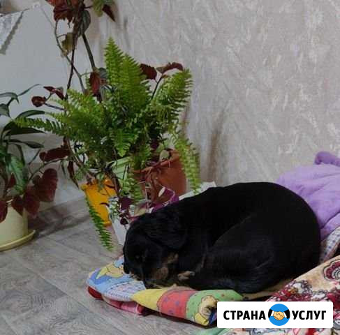 Передержка Норильск - изображение 1