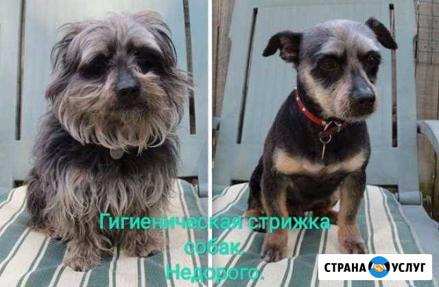 Стрижка собак Архангельск - изображение 1