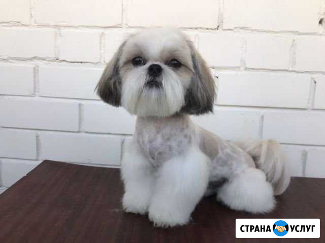 Стрижка кошек и собак, тримминг, читать описание Барнаул - изображение 1
