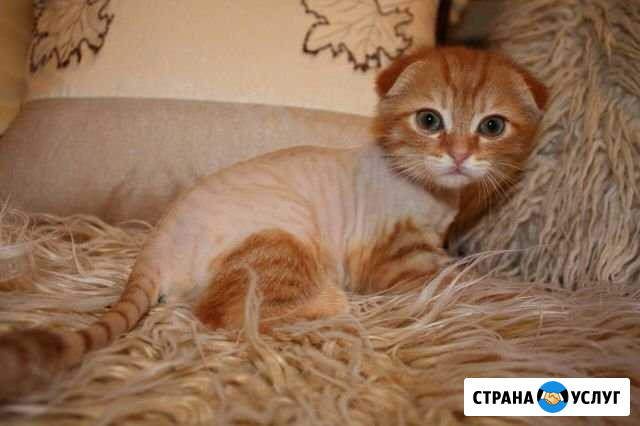 Стрижка кошек и собак без наркоза Белорецк - изображение 1