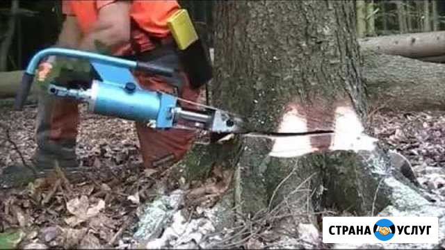 Спил деревьев Семенов - изображение 1