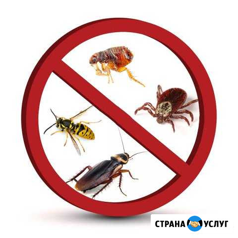 Уничтожение клопов, тараканов, муравьев Ижевск - изображение 1