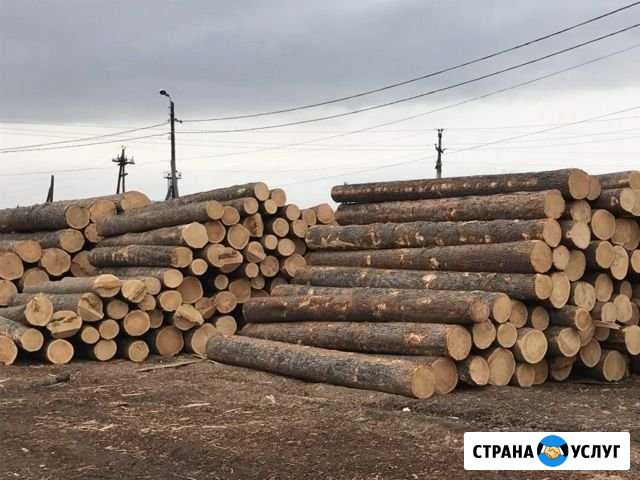 Лес кругляк Городище - изображение 1