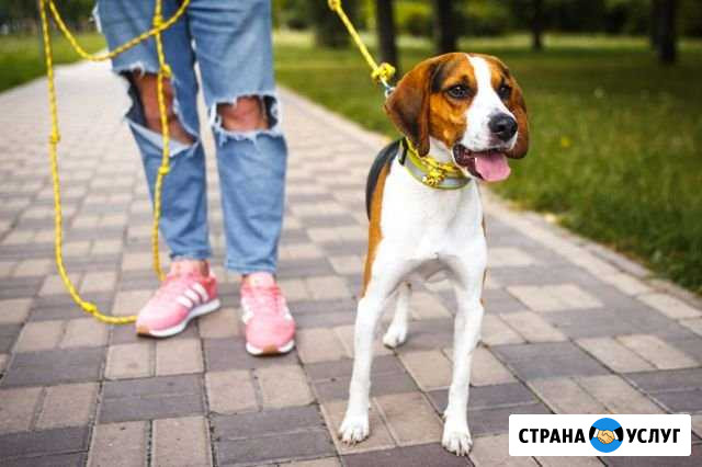 Выгул собак Брянск - изображение 1